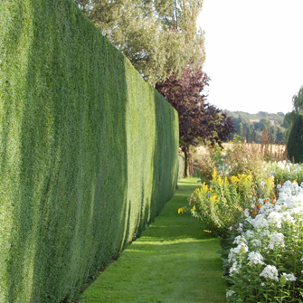 Hedge trimming and health